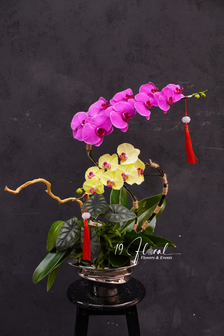 Chậu lan hồ điệp - Hoàng Vân Ngọc Hoa