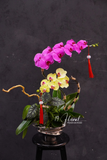 Chậu lan hồ điệp - Hoàng Vân Ngọc Hoa