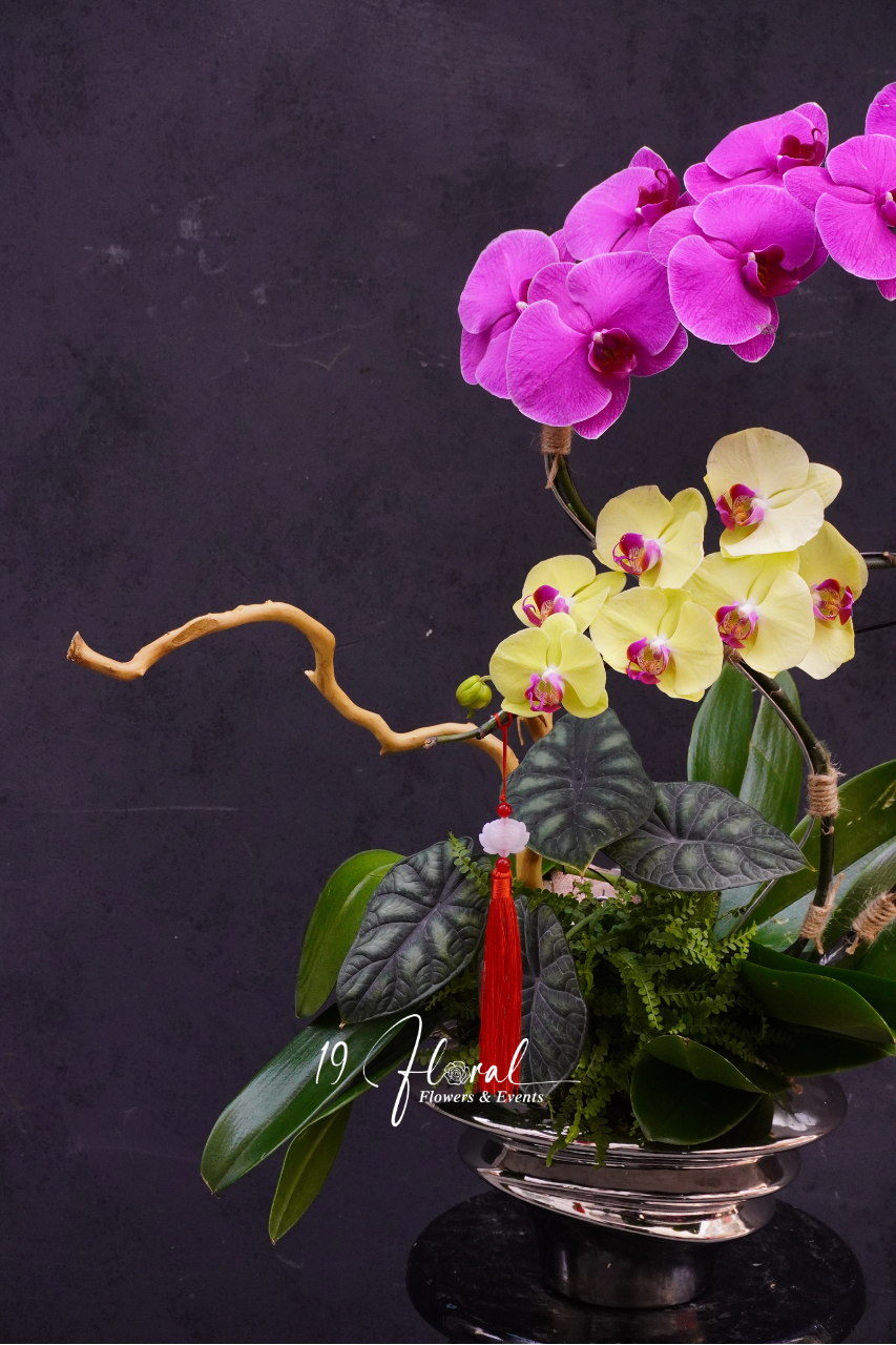 Chậu lan hồ điệp - Hoàng Vân Ngọc Hoa