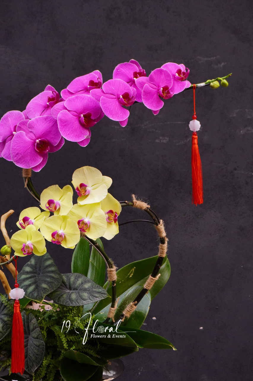 Chậu lan hồ điệp - Hoàng Vân Ngọc Hoa