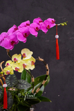 Chậu lan hồ điệp - Hoàng Vân Ngọc Hoa