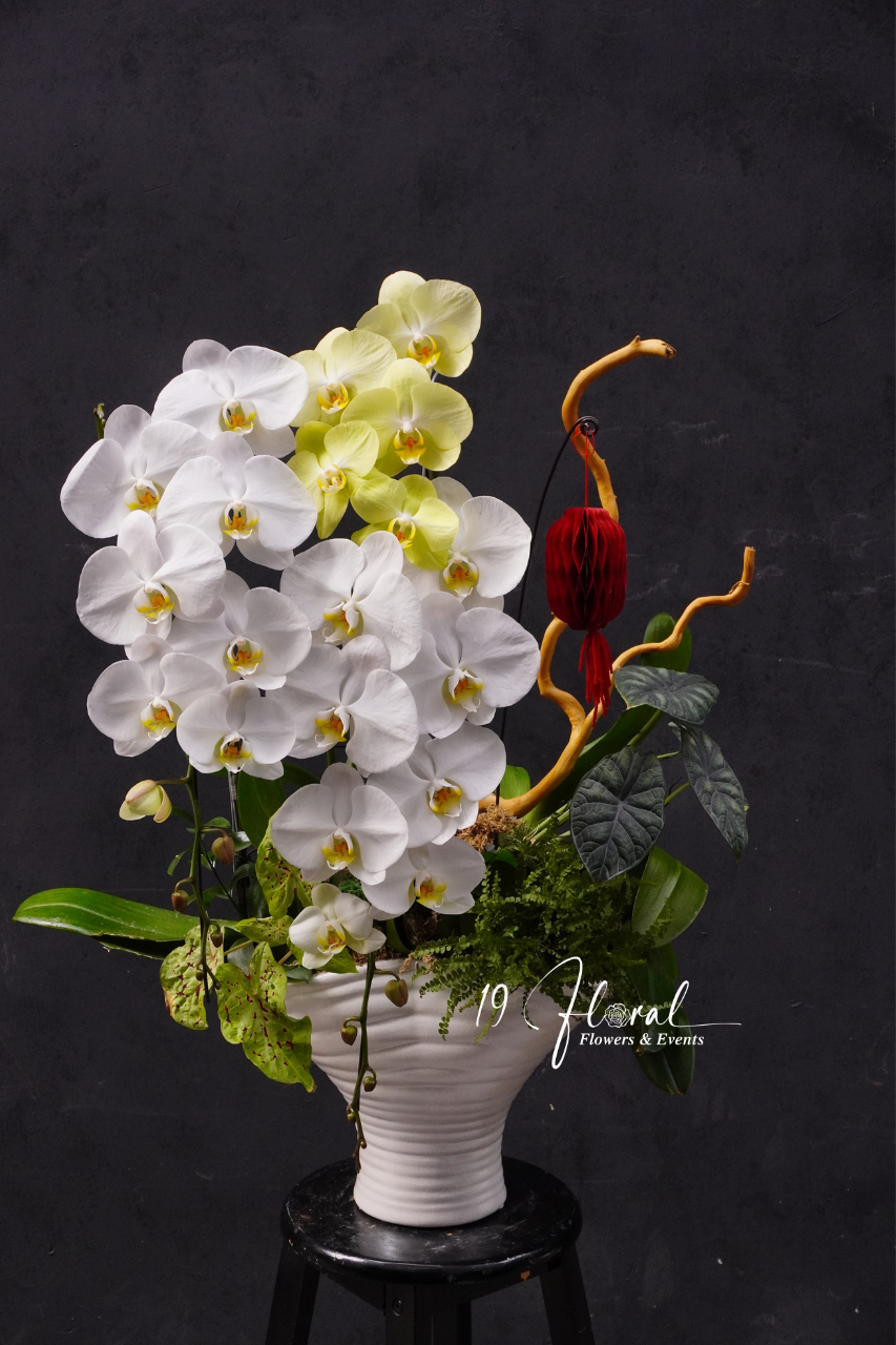 Chậu Lan hồ điệp - Xuân Hòa Bình An
