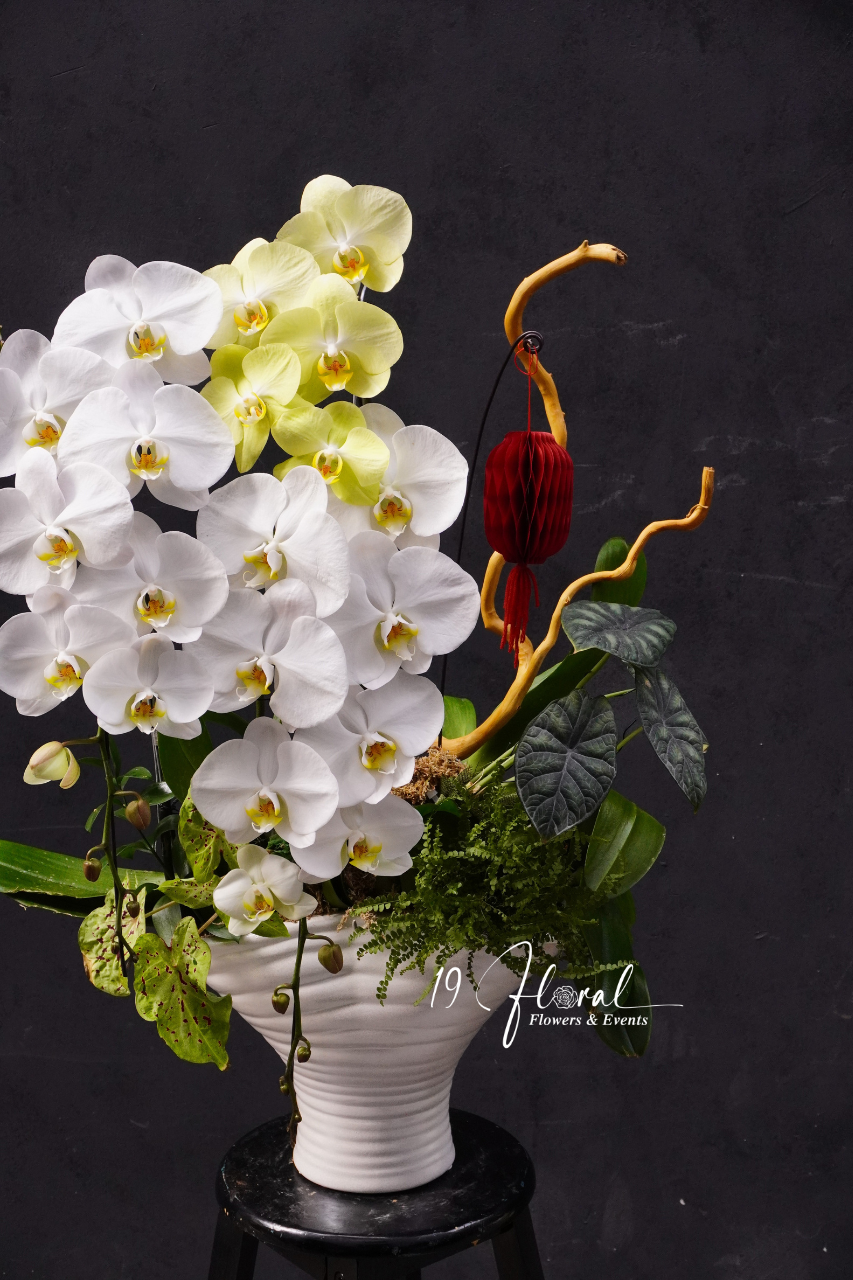 Chậu Lan hồ điệp - Xuân Hòa Bình An