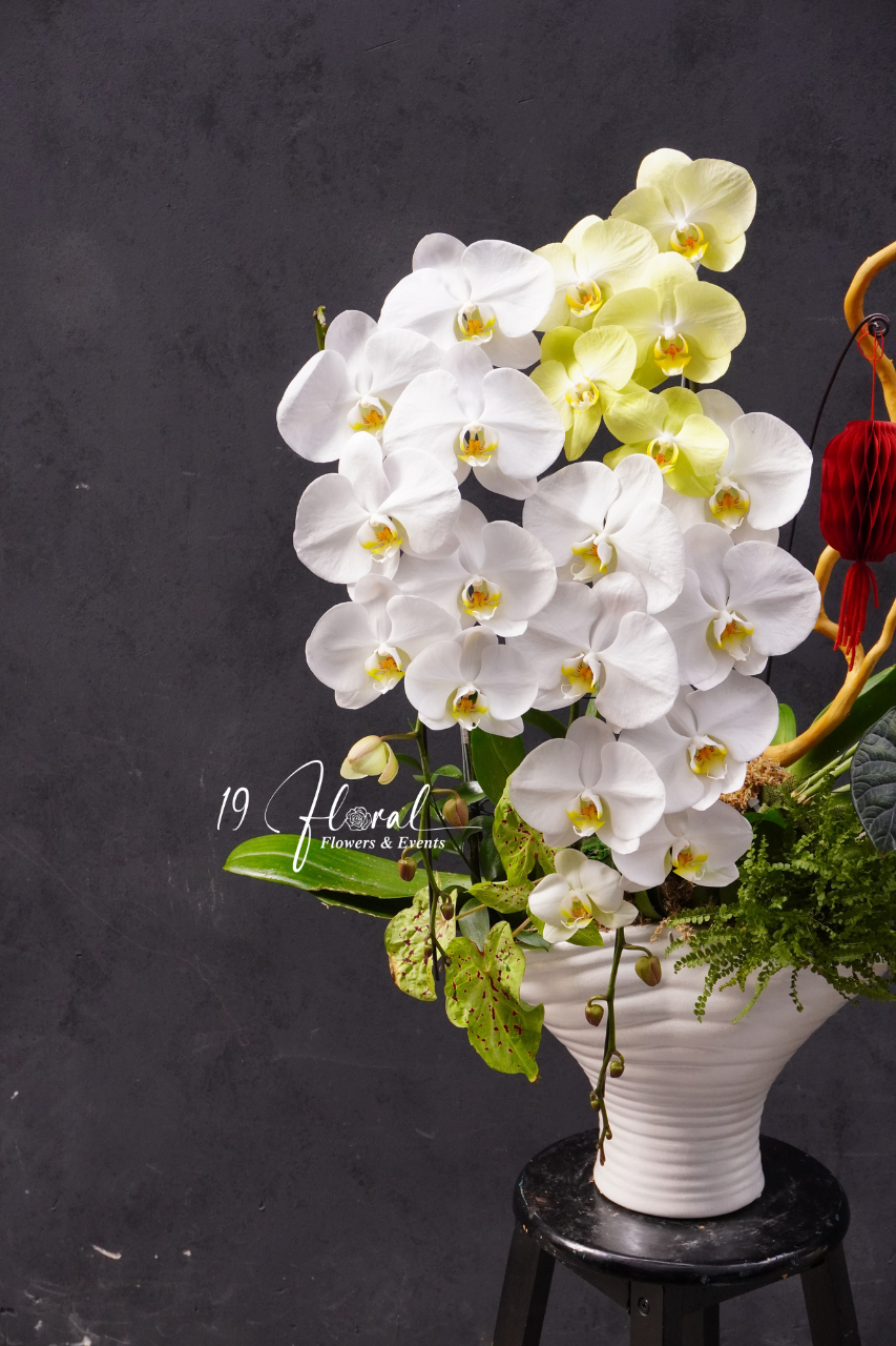 Chậu Lan hồ điệp - Xuân Hòa Bình An