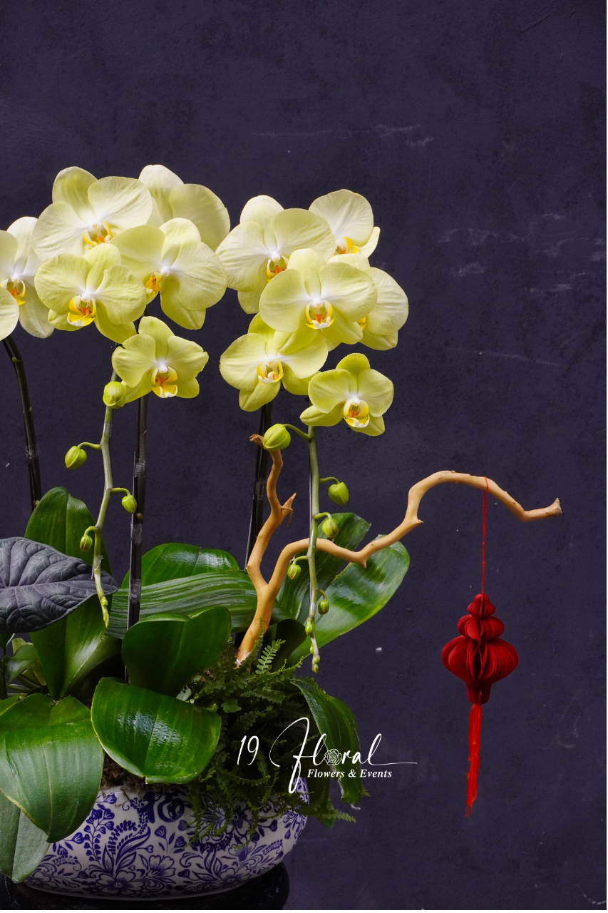 Chậu Lan hồ điệp - Tài Lộc Viên Mãn