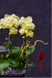 Chậu Lan hồ điệp - Tài Lộc Viên Mãn