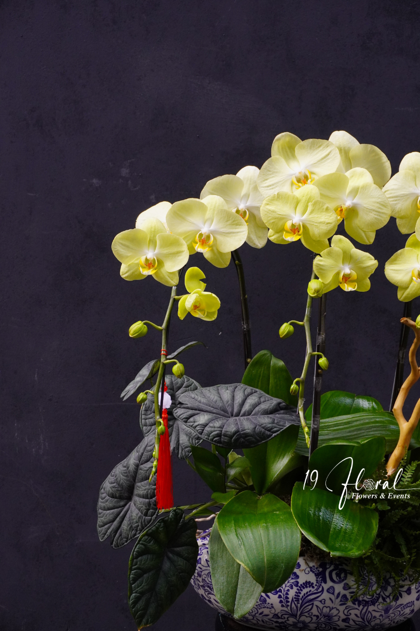 Chậu Lan hồ điệp - Tài Lộc Viên Mãn