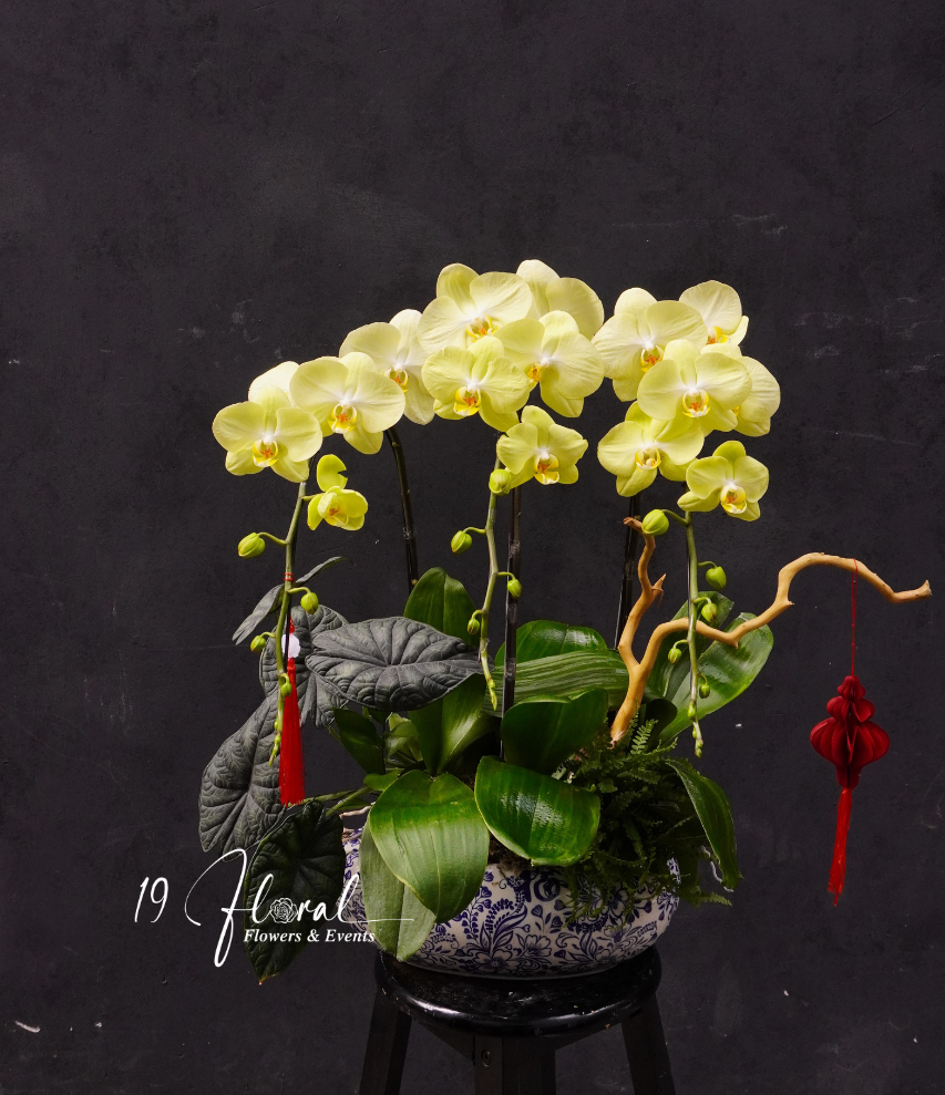 Chậu Lan hồ điệp - Tài Lộc Viên Mãn