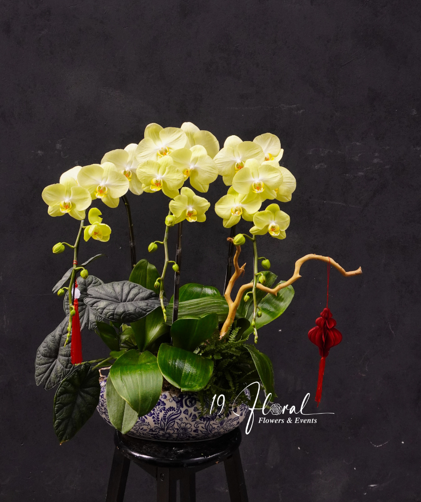 Chậu Lan hồ điệp - Tài Lộc Viên Mãn
