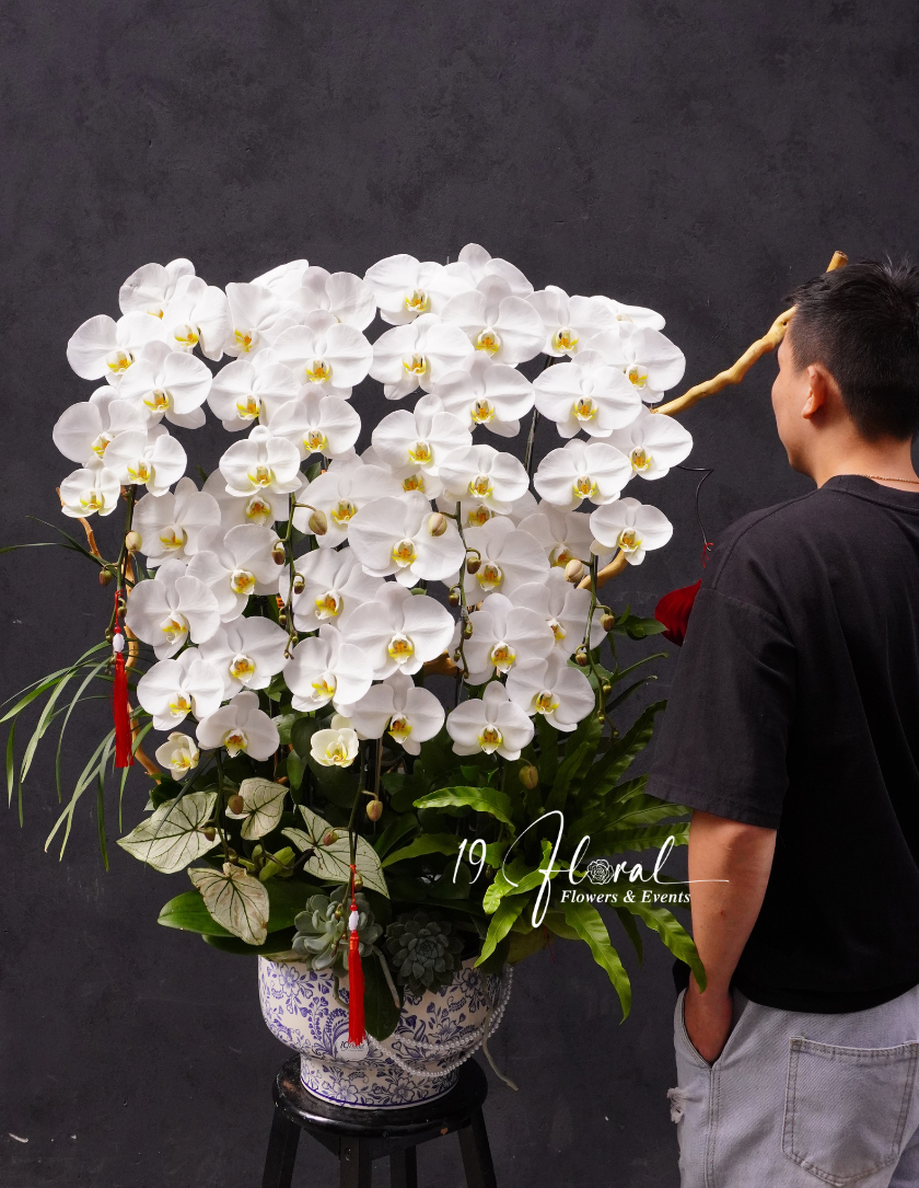 Chậu Lan hồ điệp - Lan Nhã Phúc An