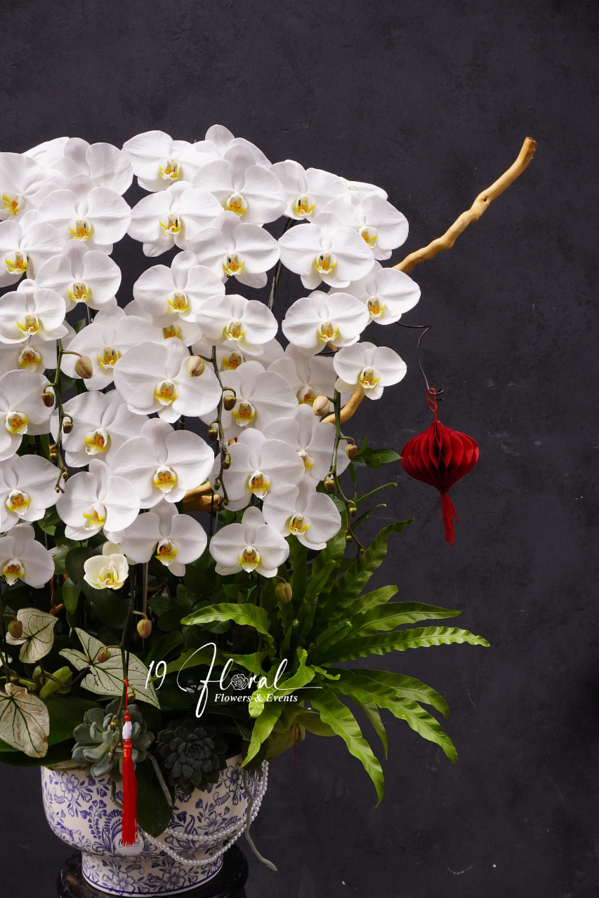 Chậu Lan hồ điệp - Lan Nhã Phúc An