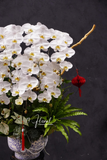 Chậu Lan hồ điệp - Lan Nhã Phúc An