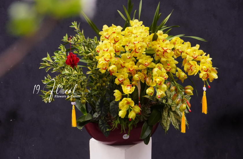 Chậu địa lan vàng - Mỹ Hoa Phúc Lộc