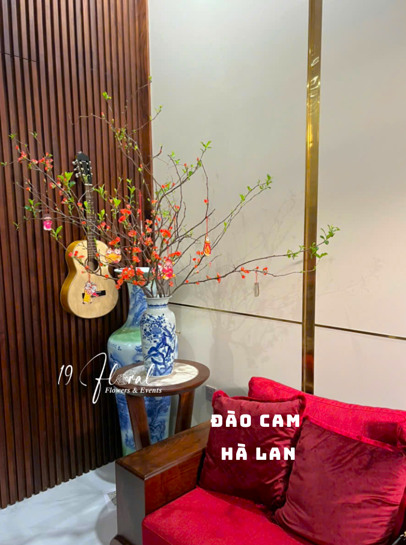 Đào Cam hà lan size 110cm