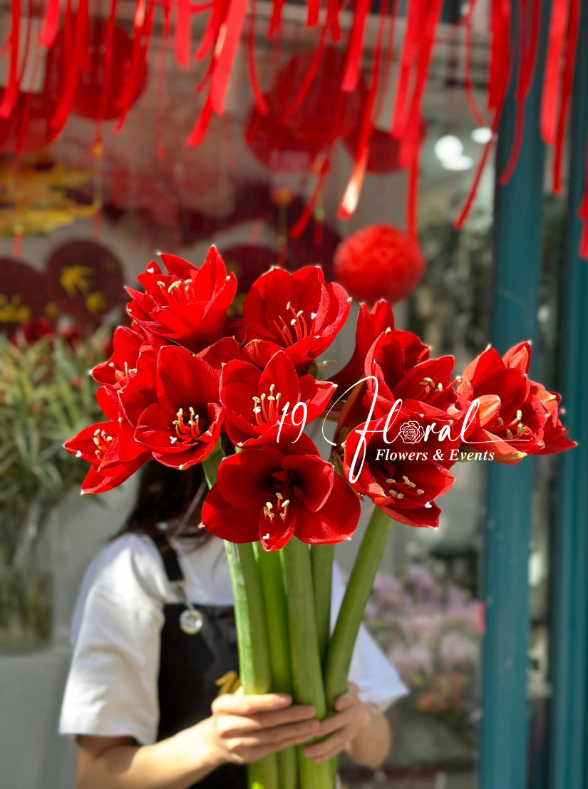 Huệ tứ phương đỏ Ferarri Hà lan set 12 cành
