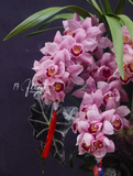 Chậu địa lan Hồng  - Diễm Sắc Thượng Phẩm
