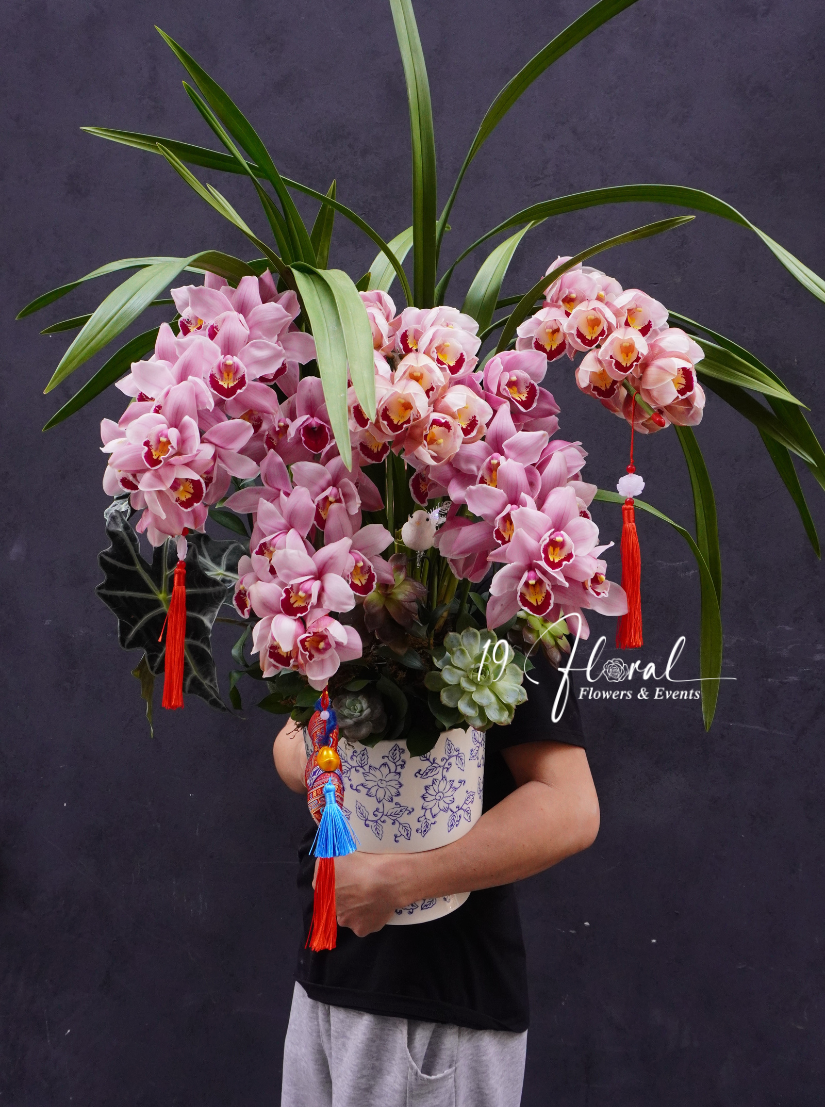 Chậu địa lan Hồng  - Diễm Sắc Thượng Phẩm