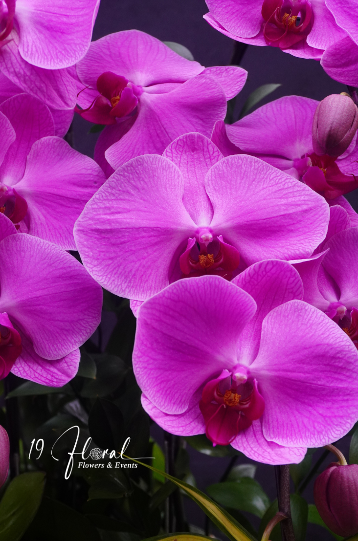 Chậu Lan hồ điệp - Cát Khánh Hưng Long