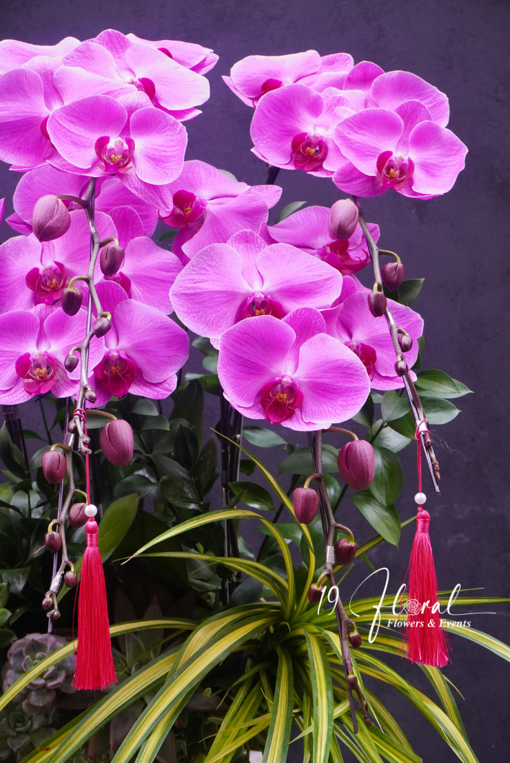 Chậu Lan hồ điệp - Cát Khánh Hưng Long