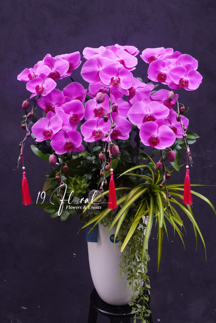 Chậu Lan hồ điệp - Cát Khánh Hưng Long