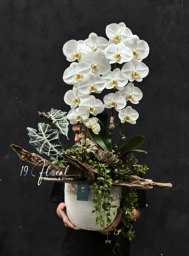 Chậu Lan hồ điệp - Ngọc Quý An Khang