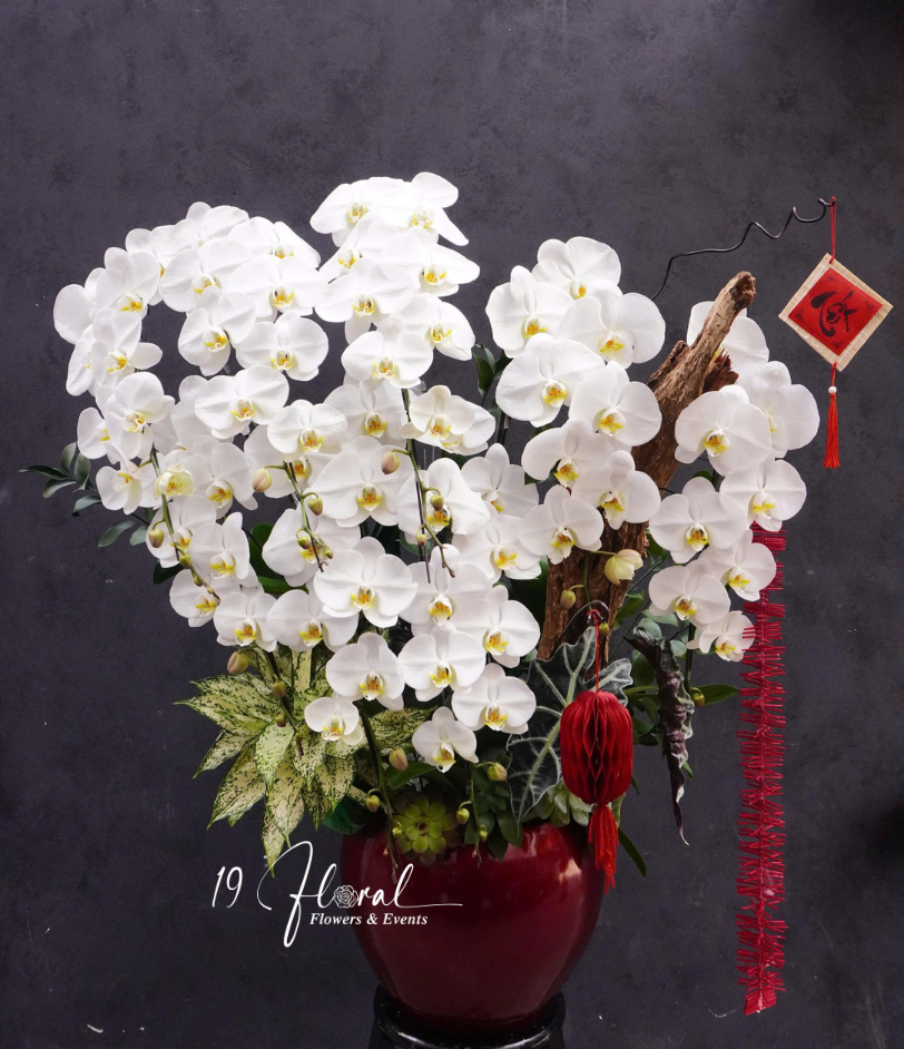 Chậu Lan hồ điệp - Thanh Xuân Vĩnh Cửu