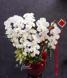 Chậu Lan hồ điệp - Thanh Xuân Vĩnh Cửu