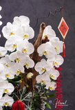 Chậu Lan hồ điệp - Thanh Xuân Vĩnh Cửu