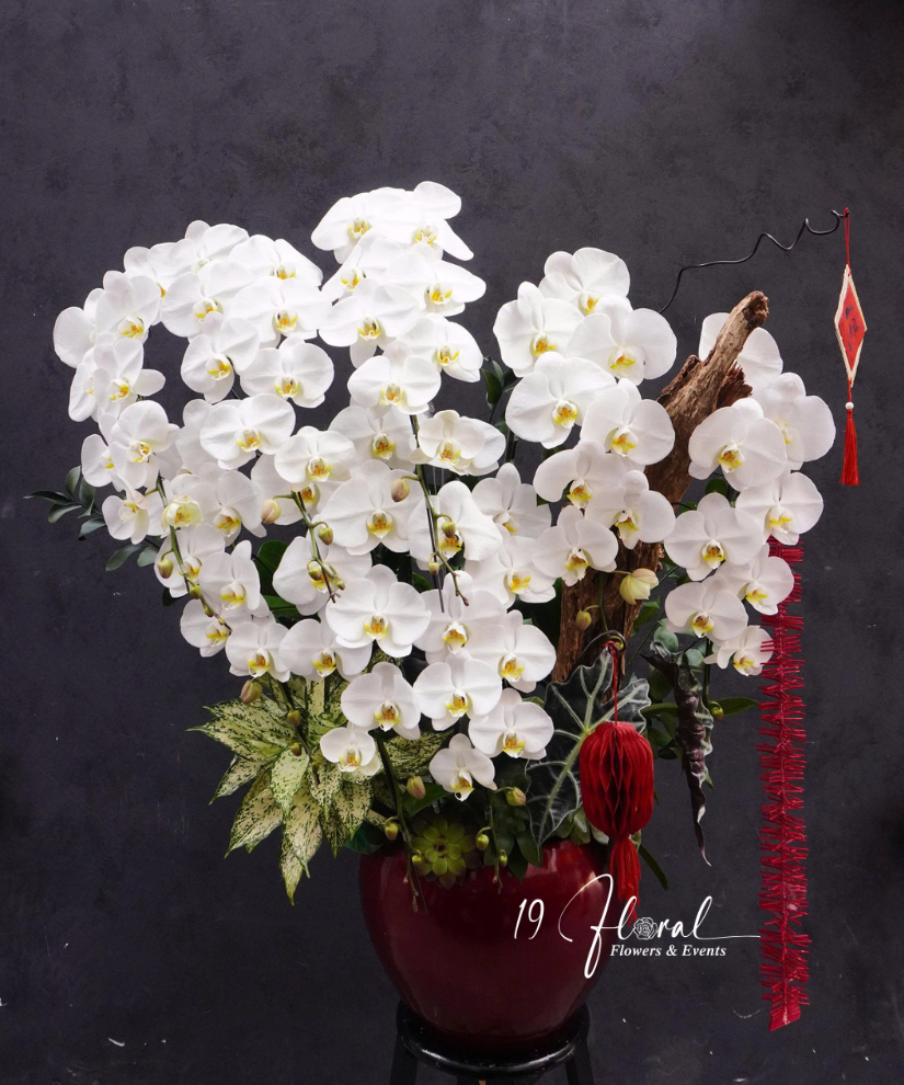 Chậu Lan hồ điệp - Thanh Xuân Vĩnh Cửu