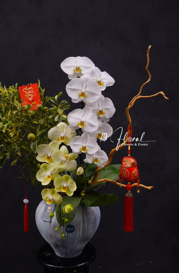 Chậu quất cẩm thạch mix hồ điệp
