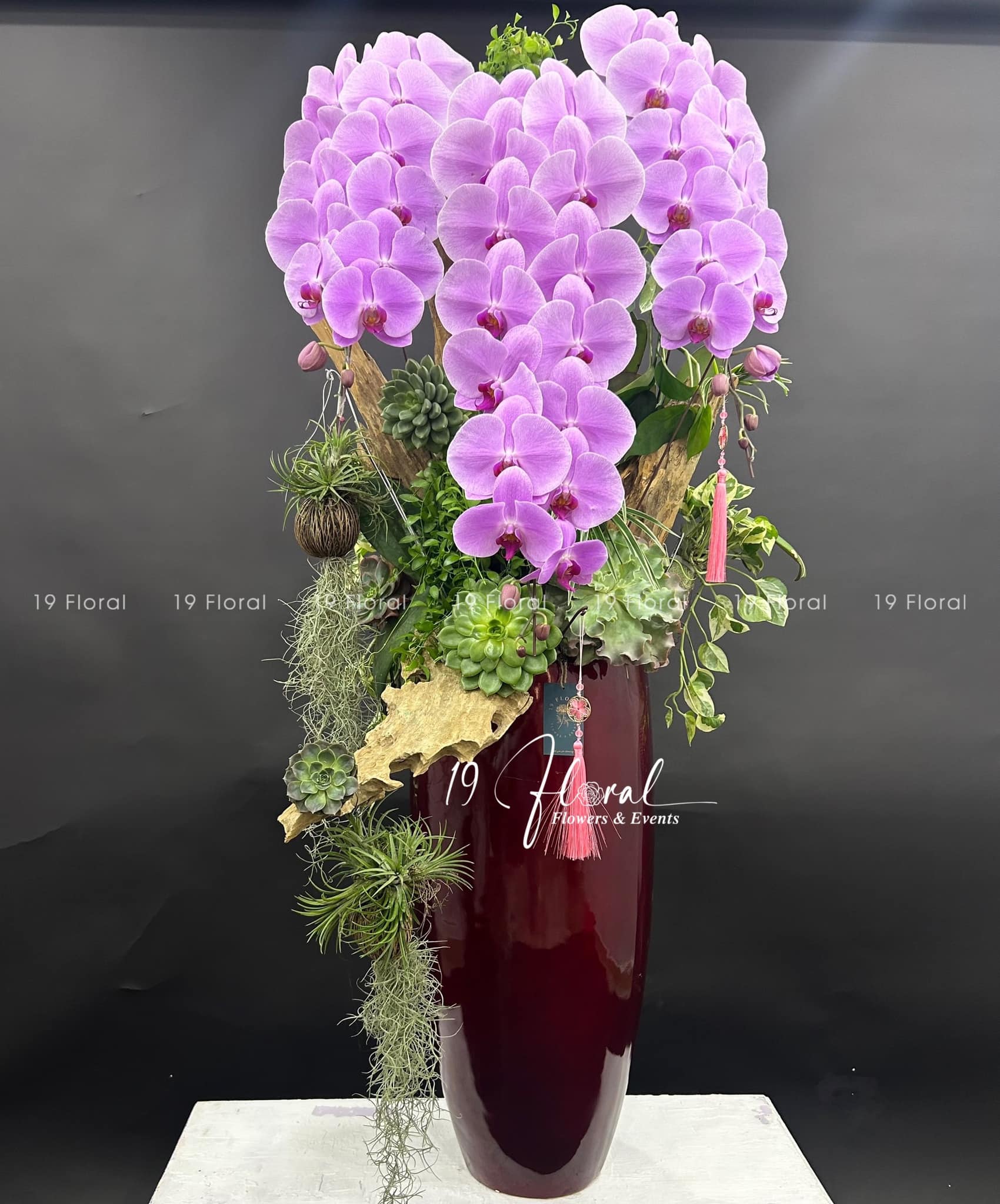 Chậu Lan Hồ Điệp - Lan Hương Viên Mãn