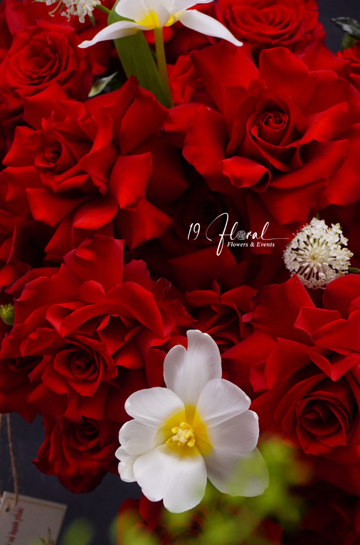 Cây hoa trái tim Happy Roses