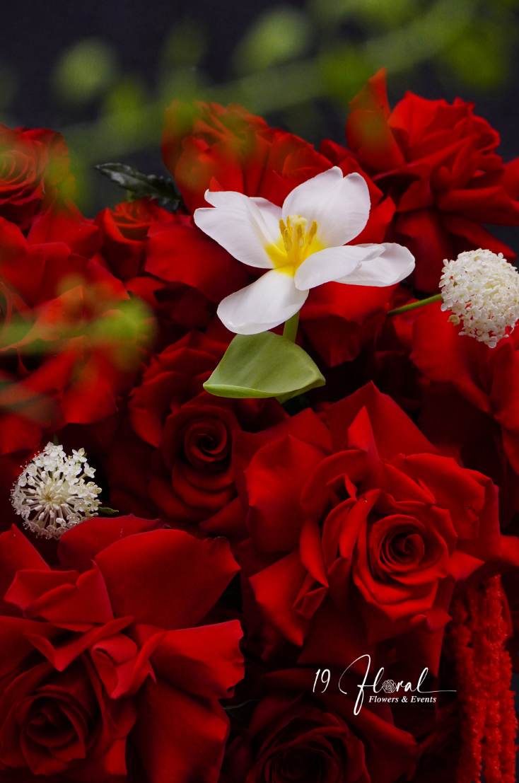 Cây hoa trái tim Happy Roses
