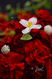 Cây hoa trái tim Happy Roses