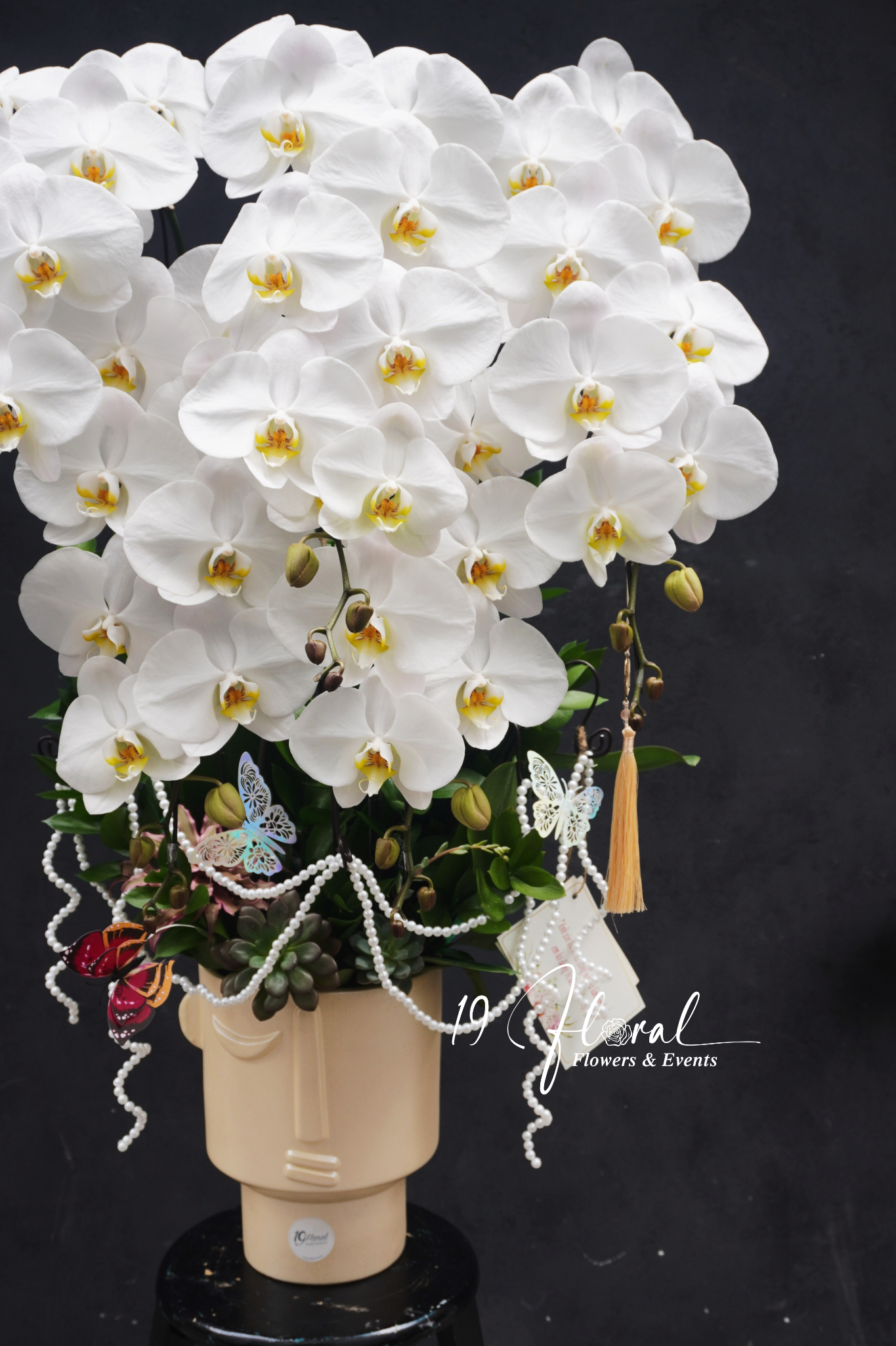 Chậu Lan hồ điệp - White Dream