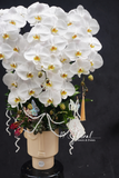 Chậu Lan hồ điệp - White Dream