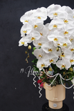 Chậu Lan hồ điệp - White Dream
