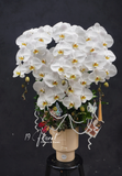 Chậu Lan hồ điệp - White Dream