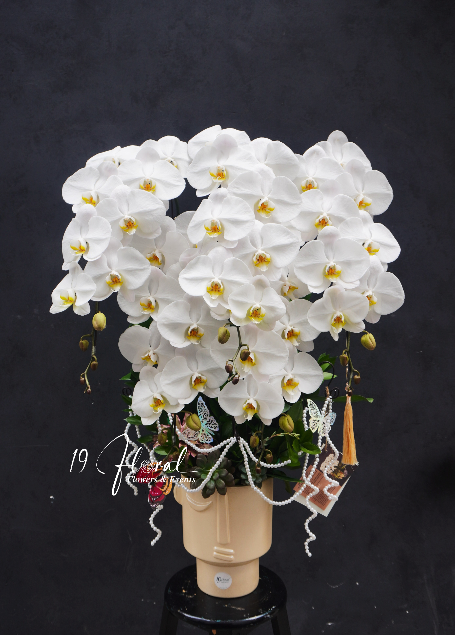 Chậu Lan hồ điệp - White Dream