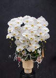 Chậu Lan hồ điệp - White Dream