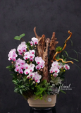 Chậu Lan hồ điệp - Pure Elegance