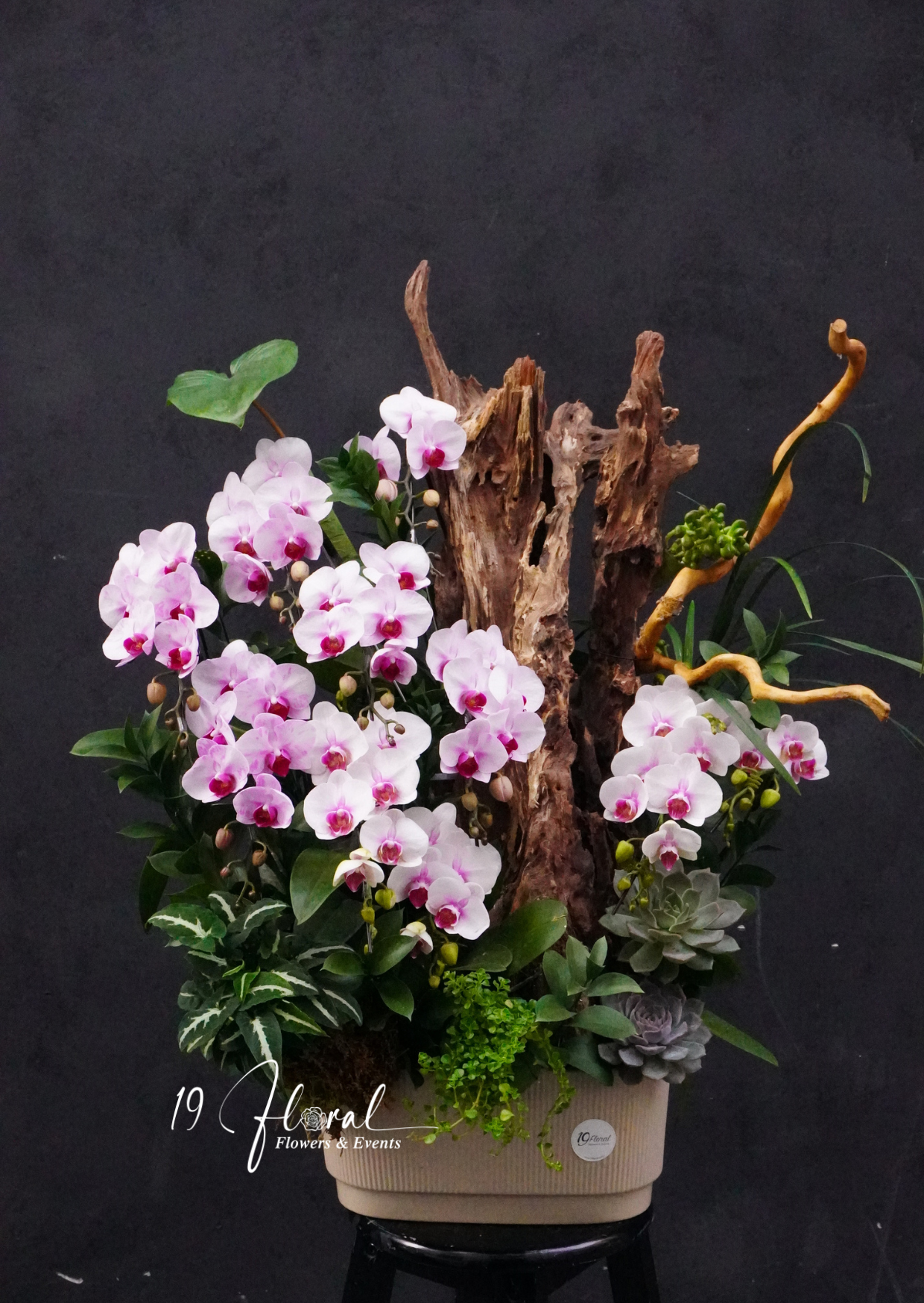 Chậu Lan hồ điệp - Pure Elegance