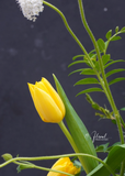 Chậu hoa tulip - Soft Garden
