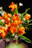 Chậu hoa tulip -  Royal Blossom