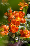 Chậu hoa tulip -  Royal Blossom