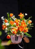 Chậu hoa tulip -  Royal Blossom