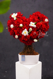 Cây hoa trái tim Happy Roses