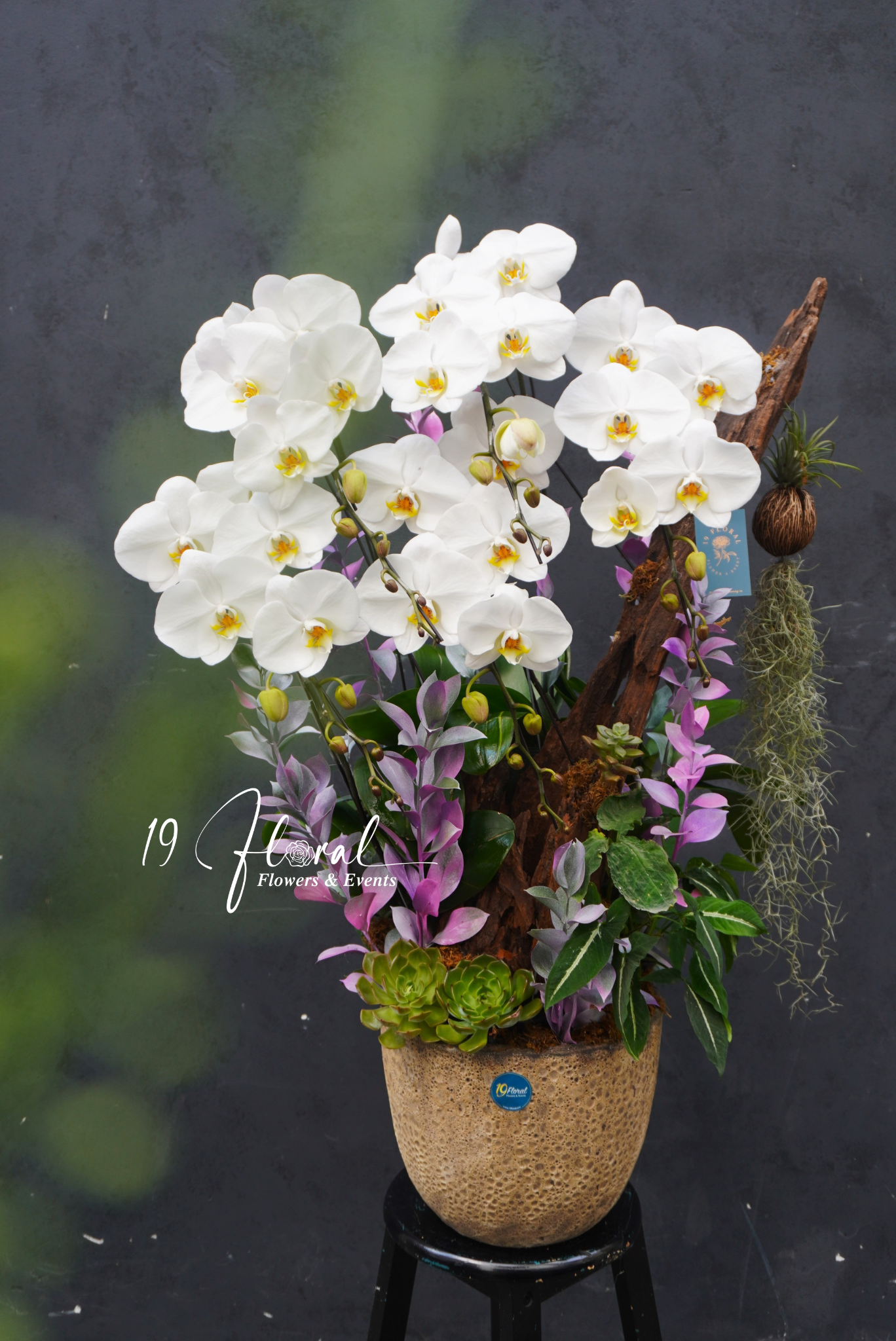 Lũa Lan hồ điệp - White Grace