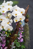 Lũa Lan hồ điệp - White Grace