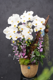 Lũa Lan hồ điệp - White Grace